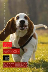 10 best harnesses for Basset Hounds
