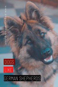 dogs like german shepherds