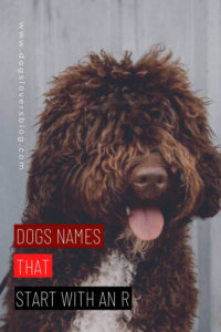 120 dog names that start with an r