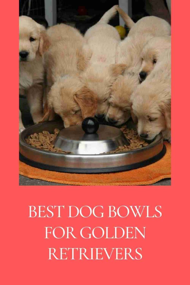 Best Dog Bowls for Golden Retrievers in 2023 Top 5 Reviewed