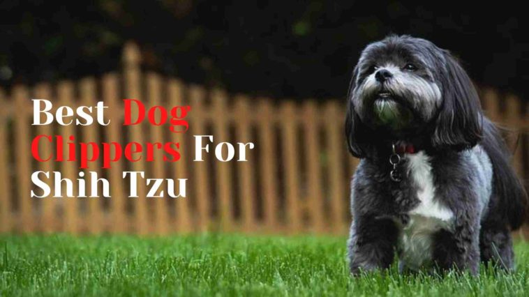 Best Dog Clippers For Shih Tzu