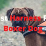 What is the best harness for boxer dogs