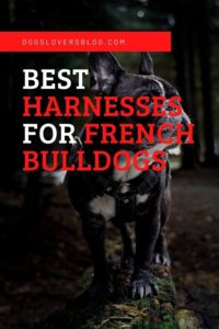 Best Harnesses for French Bulldog