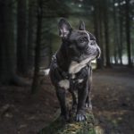 Best Harnesses for French Bulldogs