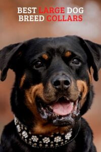 Best Large Dog Breed Collars Keep Your Big Dog Safe and Stylish