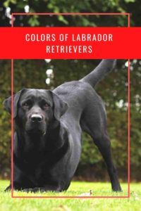 Colors of Labrador Retrievers - Differences & Rarest Coat
