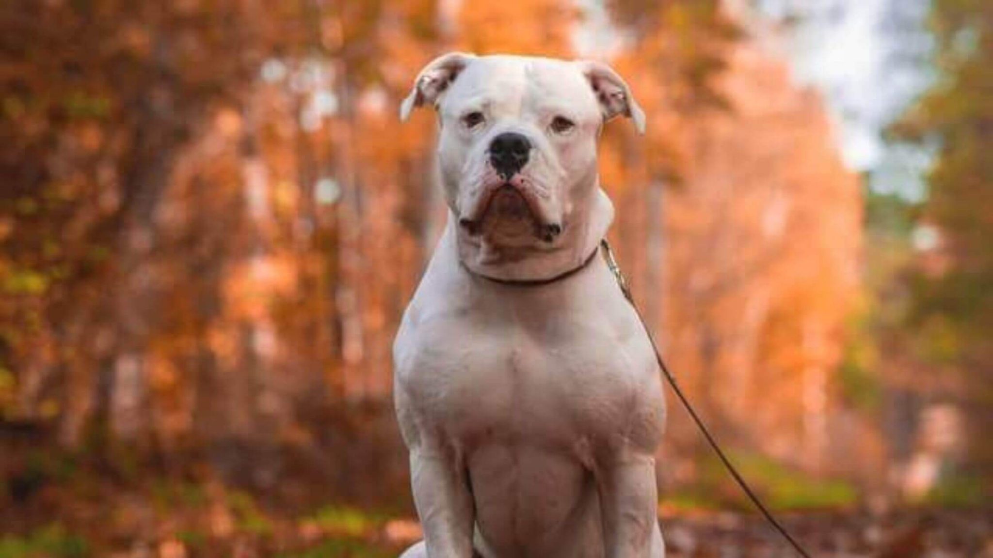 10 Best Dogs For Protection And Family Which Dog Is Right For You?