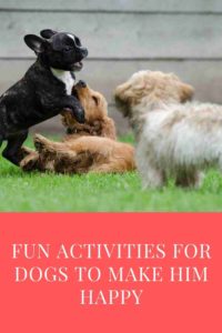 Fun Activities For Dogs To Make Him Happy
