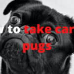 How to take care of pugs