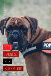 The 5 Best Harness For Boxer Dog