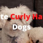 White curly haired dogs