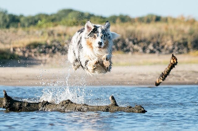 best australian shepherd toys