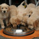 best dog bowls for golden retrievers