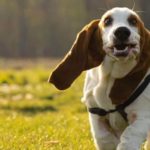 best harnesses for Basset Hounds