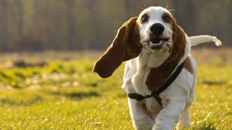 best harnesses for Basset Hounds