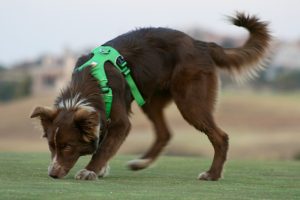best harnesses for border collies