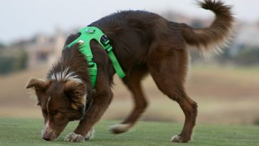 best harnesses for border collies