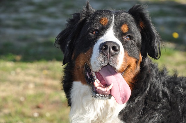 Top 9 List of Black Brown and White Dog Breeds (With Pictures) Top 9 List of Black Brown and White Dog Breeds (With Pictures)