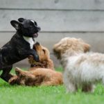fun activities for dogs
