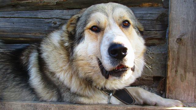 large dog breed collars