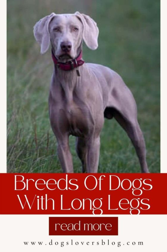 The Top 10 Dog Breeds Of Dogs With Long Legs (MustSee!)