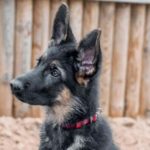 Best Dogs For Protection