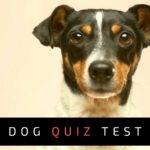 Dog Quiz Test