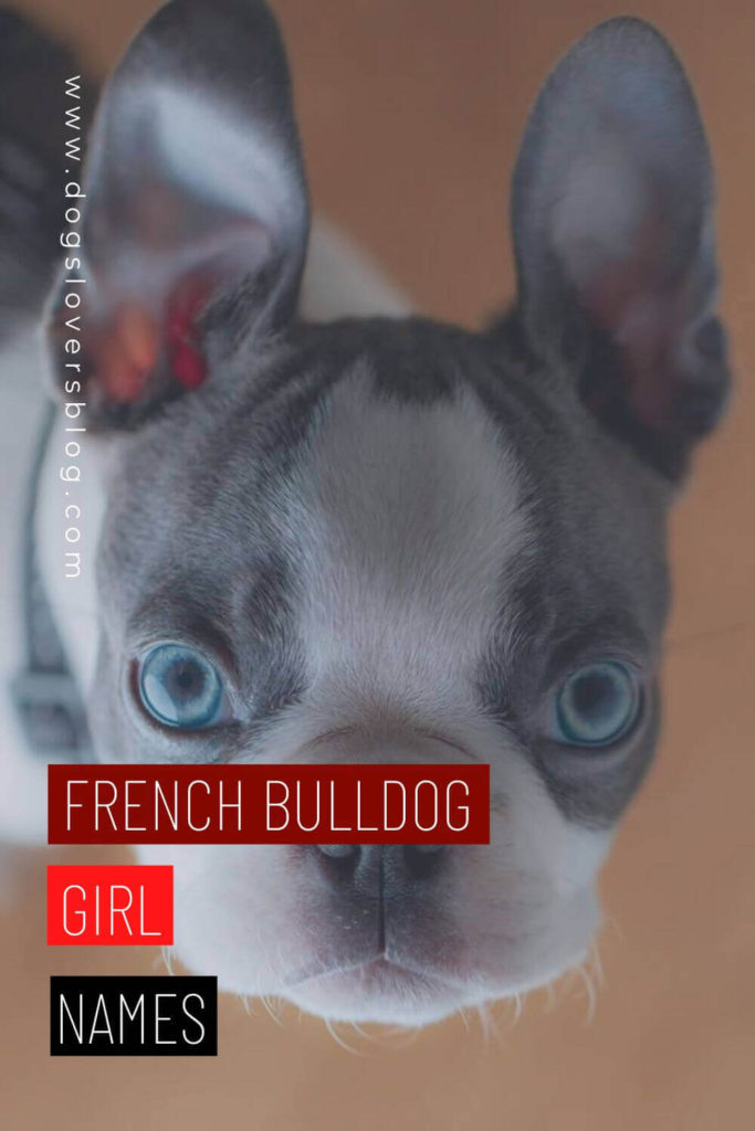 French Bulldog Girl Names With Meaning The Ultimate List in 2023