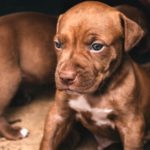 Pit bull red nose puppy
