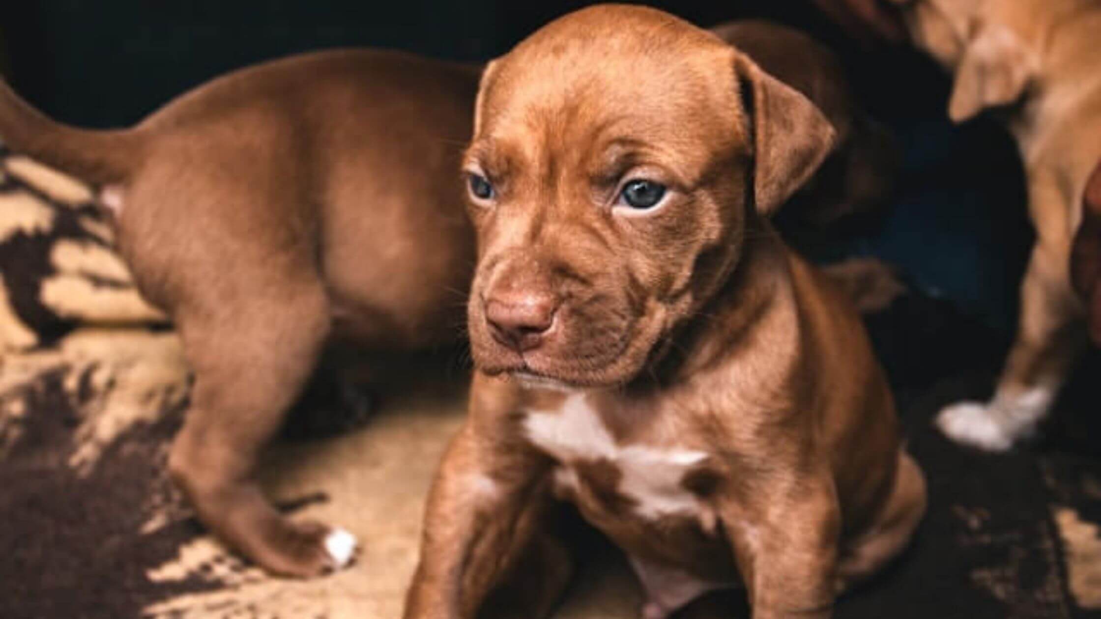 Pit Bull Red Nose Puppy 101: What You Need to Know About