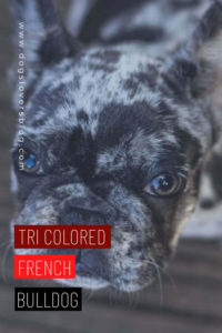 Tri Colored French Bulldog 2022