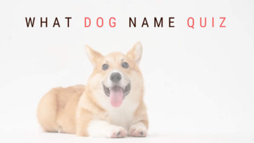 What Dog Name Quiz