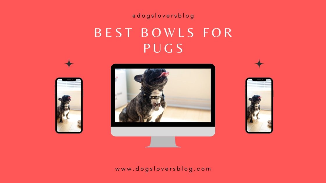 Pug Dog Breed Blog Posts Dogs Lovers Blog
