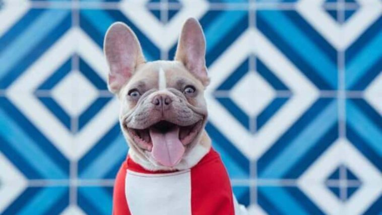 best chew treats for french bulldogs