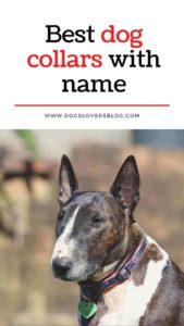 best dog collars with name