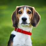 dog breed quiz test your knowledge