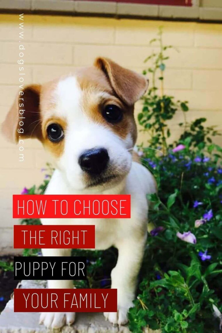 How To Choose The Right Puppy For Your Family? A Guide to Finding Your
