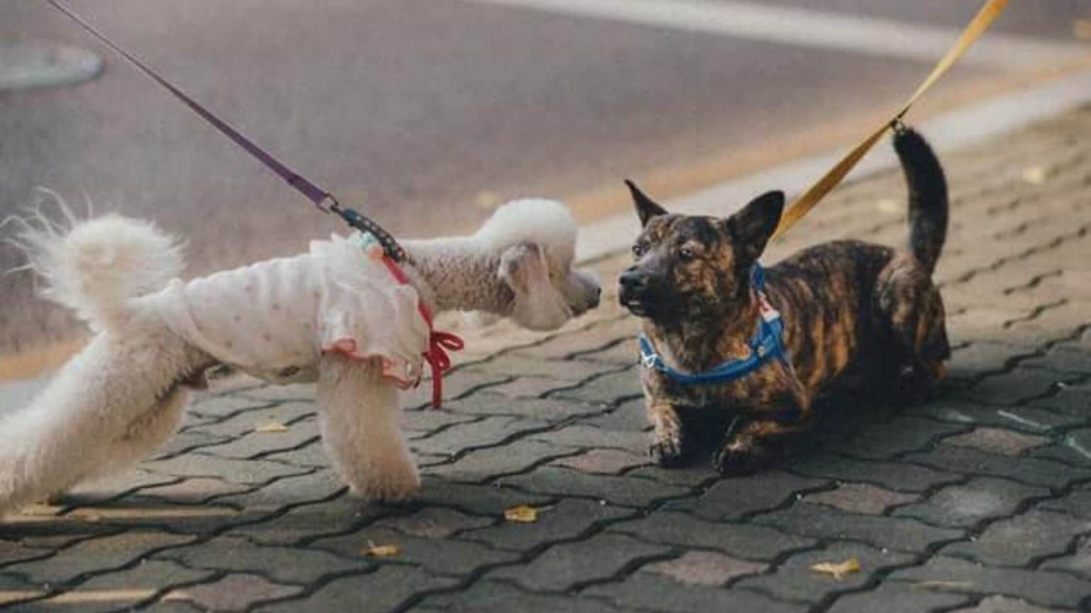 How To Introduce Your Dog To A New Puppy In 9 Steps? Your Ultimate Guide