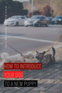 how to introduce your dog to a new puppy 2022