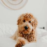 how to keep your goldendoodle smelling fresh