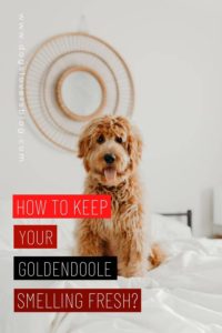 how to keep your goldendoodle smelling fresh 2022