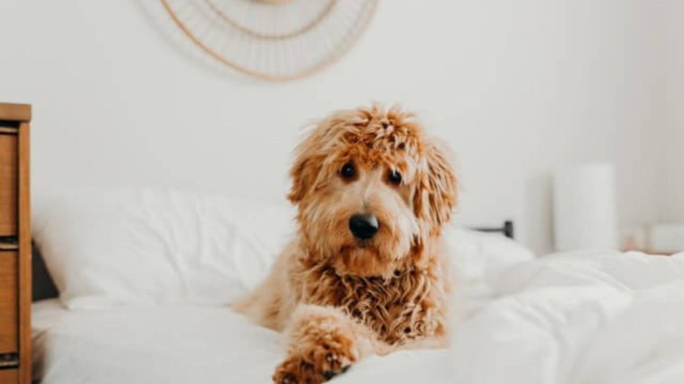 how to keep your goldendoodle smelling fresh
