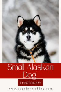 small Alaskan dog 2022