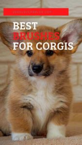 5 Best Brushes for Corgis Reviews & Top Picks