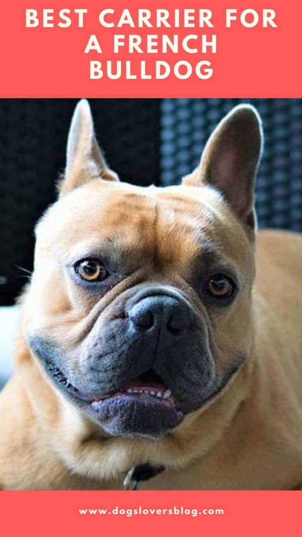 5 Best Carrier For A French Bulldog Carriers for Hiking,Walking, or