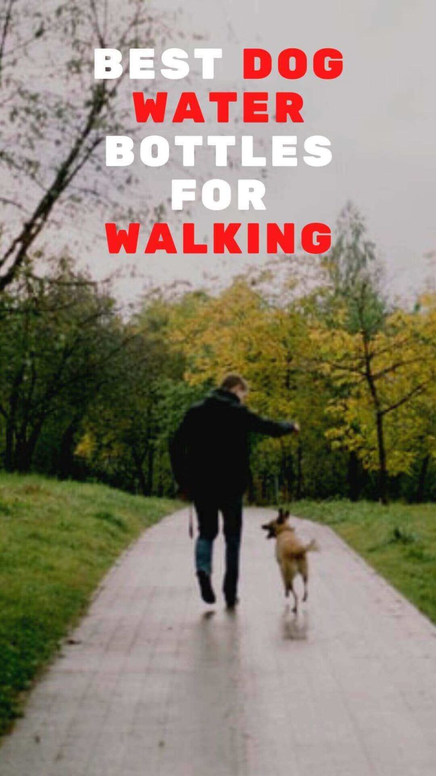 5 Best Dog Water Bottles For Walking Our Top Picks In 2023