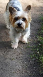 Biewer Terrier Dog Breeds From Germany