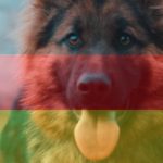 Dog Breeds From Germany