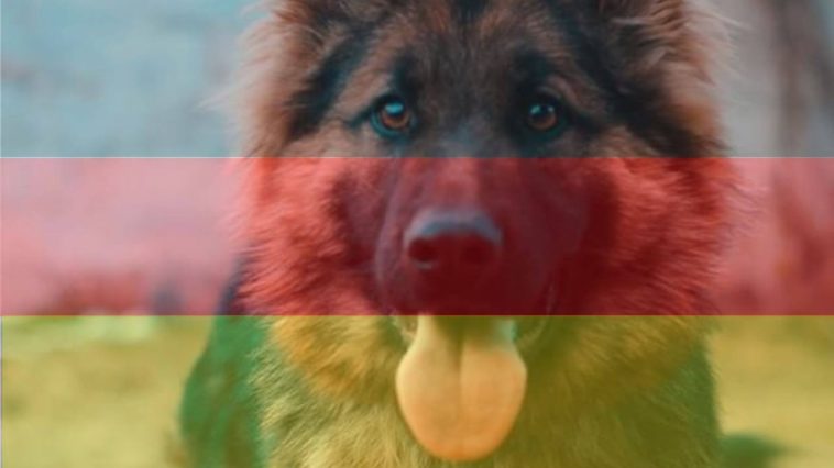 Dog Breeds From Germany