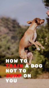 How To Train A Dog Not To Jump On You | Ultimate Guide